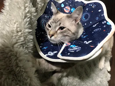 Urgent Pet Care of Savannah